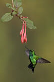 Image. Westandessmaragdkolibri