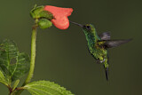 Image. Westandessmaragdkolibri