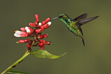 Image. Westandessmaragdkolibri