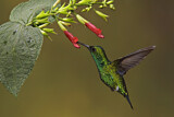 Image. Westandessmaragdkolibri