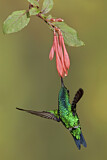 Image. Westandessmaragdkolibri
