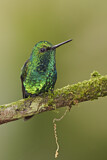 Image. Westandessmaragdkolibri