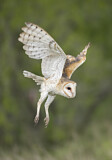 Image. Western Barn Owl