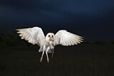 Image. Western Barn Owl