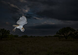 Image. Western Barn Owl