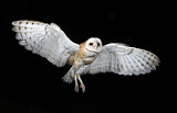 Image. Western Barn Owl