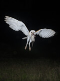 Image. Western Barn Owl