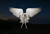 Image. Western Barn Owl