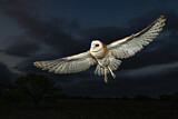 Image. Western Barn Owl