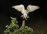 Image. Western Barn Owl