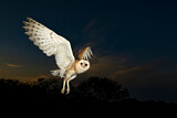 Image. Western Barn Owl