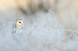 Image. Western Barn Owl