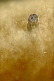 Image. Western Barn Owl