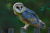 Image. Western Barn Owl