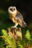 Image. Western Barn Owl