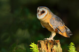Image. Western Barn Owl