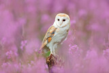 Image. Western Barn Owl