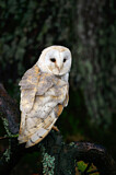 Image. Western Barn Owl