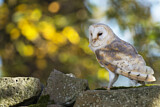 Image. Western Barn Owl
