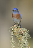 Image. Western Bluebird