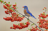 Image. Western Bluebird