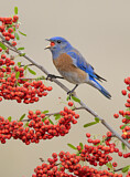 Image. Western Bluebird