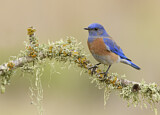 Image. Western Bluebird