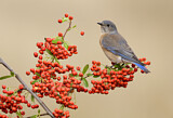 Image. Western Bluebird