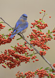 Image. Western Bluebird