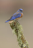 Image. Western Bluebird