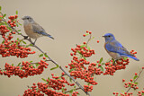 Image. Western Bluebird
