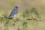 Image. Western Bluebird