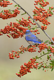 Image. Western Bluebird