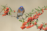 Image. Western Bluebird