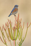 Image. Western Bluebird
