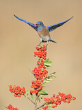 Image. Western Bluebird