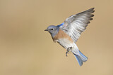 Image. Western Bluebird