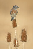 Image. Western Bluebird