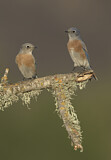 Image. Western Bluebird