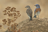 Image. Western Bluebird