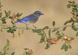 Image. Western Bluebird