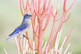 Image. Western Bluebird