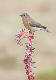 Image. Western Bluebird