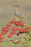 Image. Western Bluebird