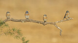 Image. Western Bluebird