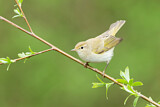 Image. Western Bonelli's Warbler