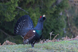 Image. Western Capercaillie