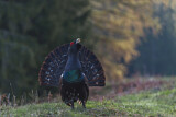 Image. Western Capercaillie