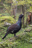 Image. Western Capercaillie