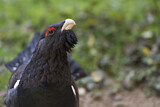 Image. Western Capercaillie